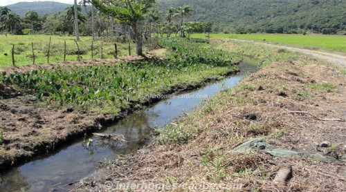 photos for LA VEGA: PRODUCING RICE FARM